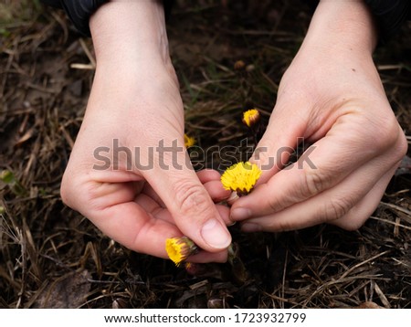 The first spring Coltsfoot tussilago farfara flowers in woman hands