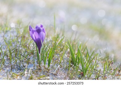 First Spring Crocus Flower In Water From Melting Snow.