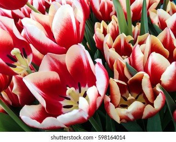 The first spring flowers.
