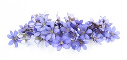 Premières Fleurs De Printemps, Anémone Hepatica Isolée Sur Fond Blanc. Bordure De Fleurs De Forêt Sauvage De Violet Bleu Sur Terre.