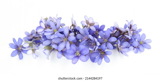 First spring flowers,  Anemone hepatica isolated on white background. Border of blue violet wild forest flowers liverwort. - Shutterstock ID 2144284197