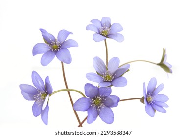 First spring flowers,  Anemone hepatica isolated on white background. Blue violet wild forest flowers liverwort.