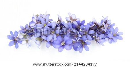 First spring flowers,  Anemone hepatica isolated on white background. Border of blue violet wild forest flowers liverwort.