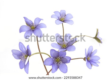 Similar – Foto Bild Anemonen Blume Frühling