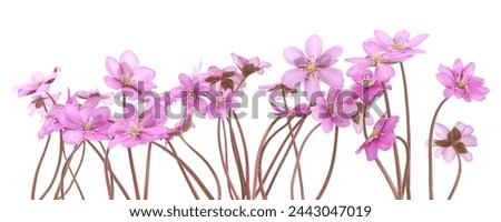 First spring flowers,  Anemone hepatica isolated on white background. Blooming of pink violet wild forest flowers liverwort.