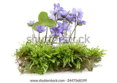 First spring flowers Anemone hepatica on moss isolated on white background. Blooming of blue violet wild forest flowers liverwort.