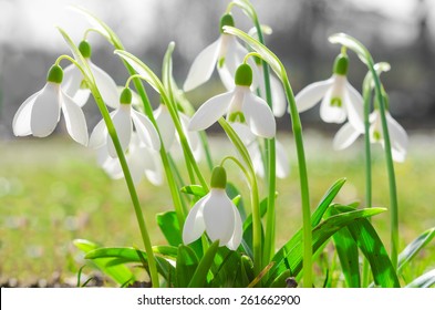 First spring flowers backlit snowdrops on sunshine Alpine glade. Stock photo with shallow DOF and soft blurred desaturated background. - Shutterstock ID 261662900