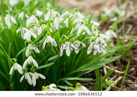 First spring flowers. Close up of snowdrop flowers blooming in a garden