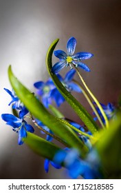 The first spring flowers close-up. Macro. Selective focus, place for text.