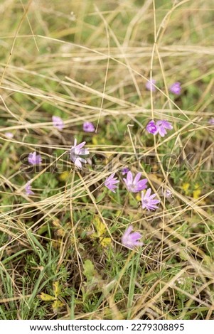 Similar – Image, Stock Photo Wild meadow with bluebells and clover