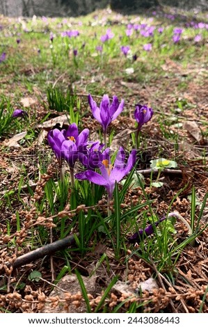 first spring flowers, crocuses are breaking through the ground, primroses, first flowers, purple flowers, purple crocuses. symbol of nature waking up