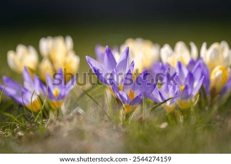 The first spring flowers crocuses on a blurred background. Spring multicolour crocuses on the meadow. Spring background. Selective focus.