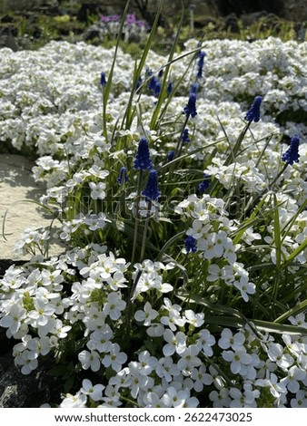  first spring flowers. Dwarf blooming Arabis alpina with snow-white inflorescences. alpine plants. Floral background