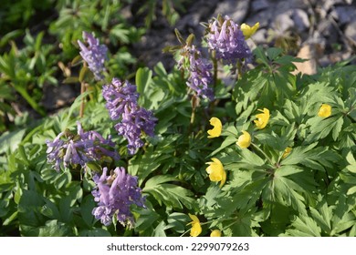 First spring flowers in the forest