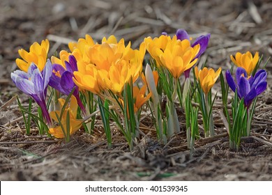 First Spring Flowers In Garden Crocus