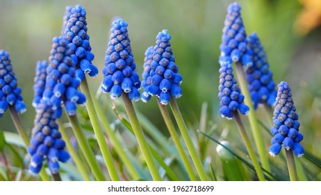 first spring flowers muscari in the garden