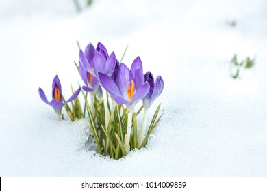 The First Spring Flowers In The Snow, Crocus