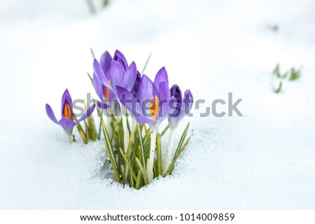 the first spring flowers in the snow, crocus