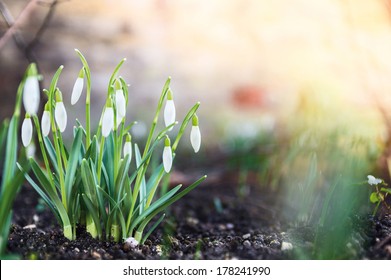first spring flowers, snowdrops in garden, sunlight  - Powered by Shutterstock