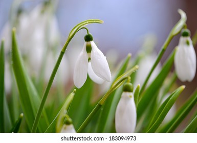 first spring flowers, snowdrops in the garden, closeup with soft focus - Shutterstock ID 183094973