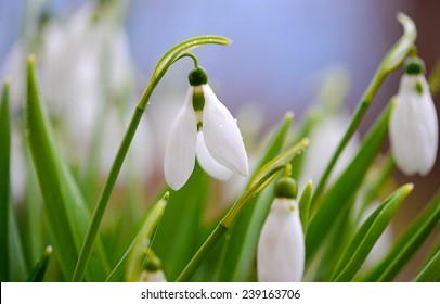 first spring flowers, snowdrops in the garden, closeup with soft focus - Shutterstock ID 239163706