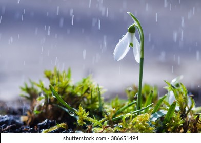 First Spring Flowers Snowdrops With Rain Drops