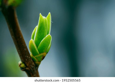 The first spring gentle leaves, buds and branches macro background - Shutterstock ID 1952505565