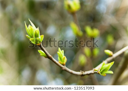 The first spring gentle leaves, buds and branches macro background