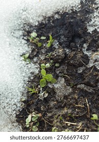 First spring plants emerging from under the snow cover on wet ground. Awakening nature and seasonal change concept.