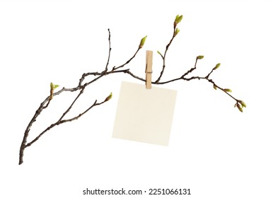 The first spring shoots on an empty branch with sheet of paper for text with wooden pin isolated on white background