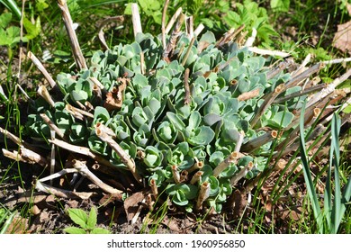 The First Spring Small Shoots. Sprouts Of Flowers In The Ground In The Garden In Early Spring, Agriculture And Horticulture.