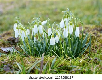 First spring snowdrops flowers, close up view - Shutterstock ID 2279588117