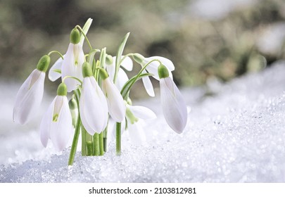 First spring snowdrops flowers sticking out from the snow. - Shutterstock ID 2103812981