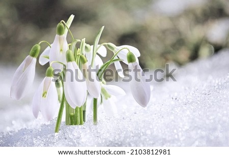 First spring snowdrops flowers sticking out from the snow.