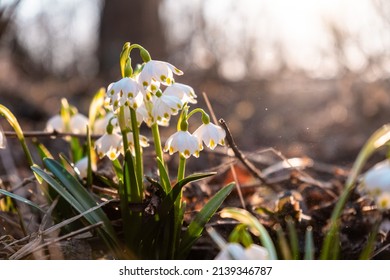 The first spring snowflake flowers also called loddon ily or eucojum vernum in forest. Spring blooming flowers with blurred background. 