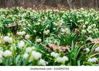 The first spring snowflake flowers also called loddon lily or leucojum vernum in the forest. Spring blooming flowers. Blossoming snowflakes in european forest