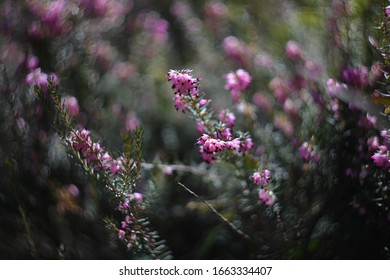 
first springing flowers in the forest