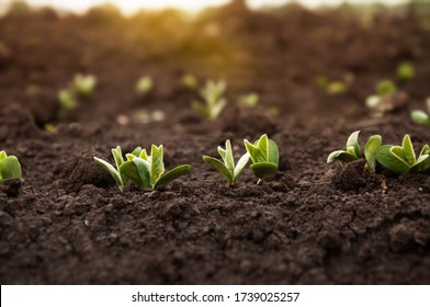 The First Sprouts Of A Soybean Plant Stretch Toward The Sun In An Agricultural Field. Young Soybean Crops During The Period Of Active Growth.