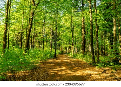 First steps along the Rennsteig between Hörschel and Blankenstein in beautiful spring time - Thuringia - Germany