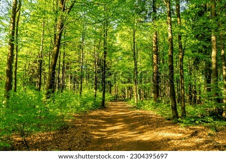 First steps along the Rennsteig between Hörschel and Blankenstein in beautiful spring time - Thuringia - Germany