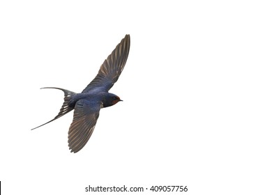 First Swallow In Flight Isolated On White,the First Step, Migration Of Birds, The First Spring Bird Swallow