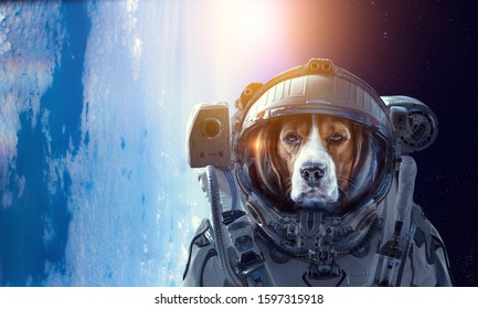 space helmet for dogs