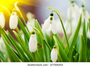first wild spring snowdrops with soft focus, perfect for postcard - Shutterstock ID 257504353