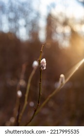 First Willow Tree Buds Opens Blooming In Early Spring Outdoor With Sun Rays On Background, Nature Wakes Up In Spring. 