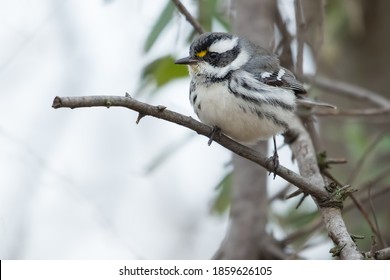 A First Winter Male Black-throated Grey Warbler Is Perched On A Broken O, Canada.