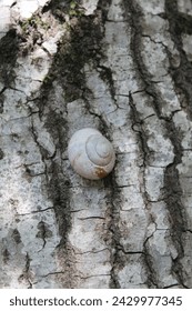 The first young snail has just come to welcome nature on the tree trunk at the time of spring