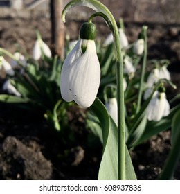 firstflowers