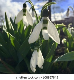 firstflowers