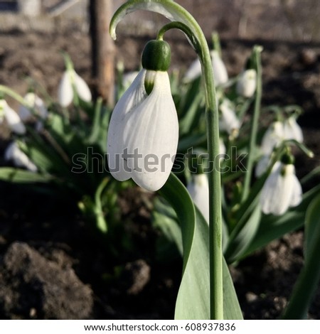 firstflowers