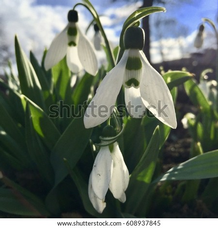 firstflowers